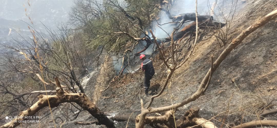 حرائق الغابات 2024