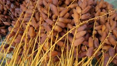 التمور التمر