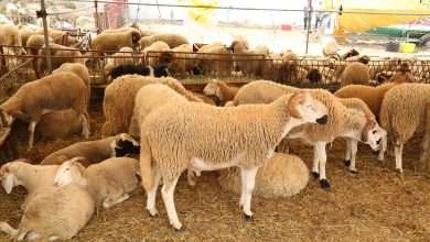 المواشي الكباش الأضاحي