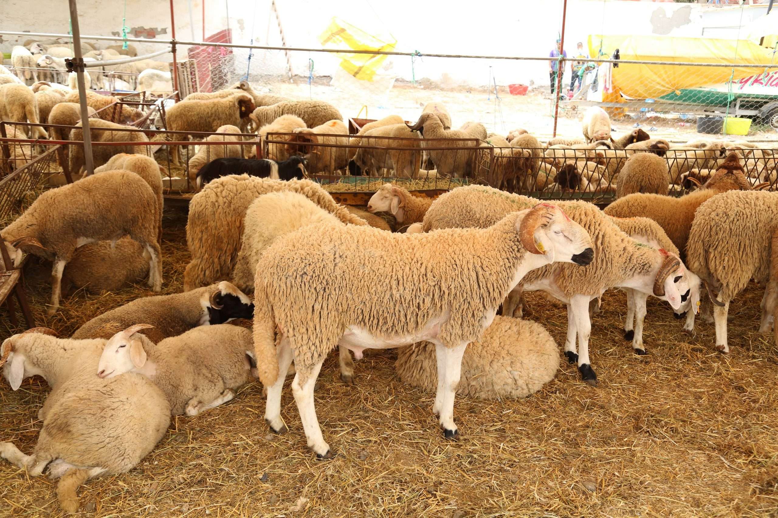 المواشي الكباش الأضاحي