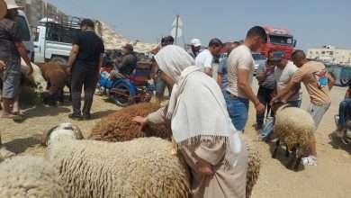 أضاحي العيد تونس