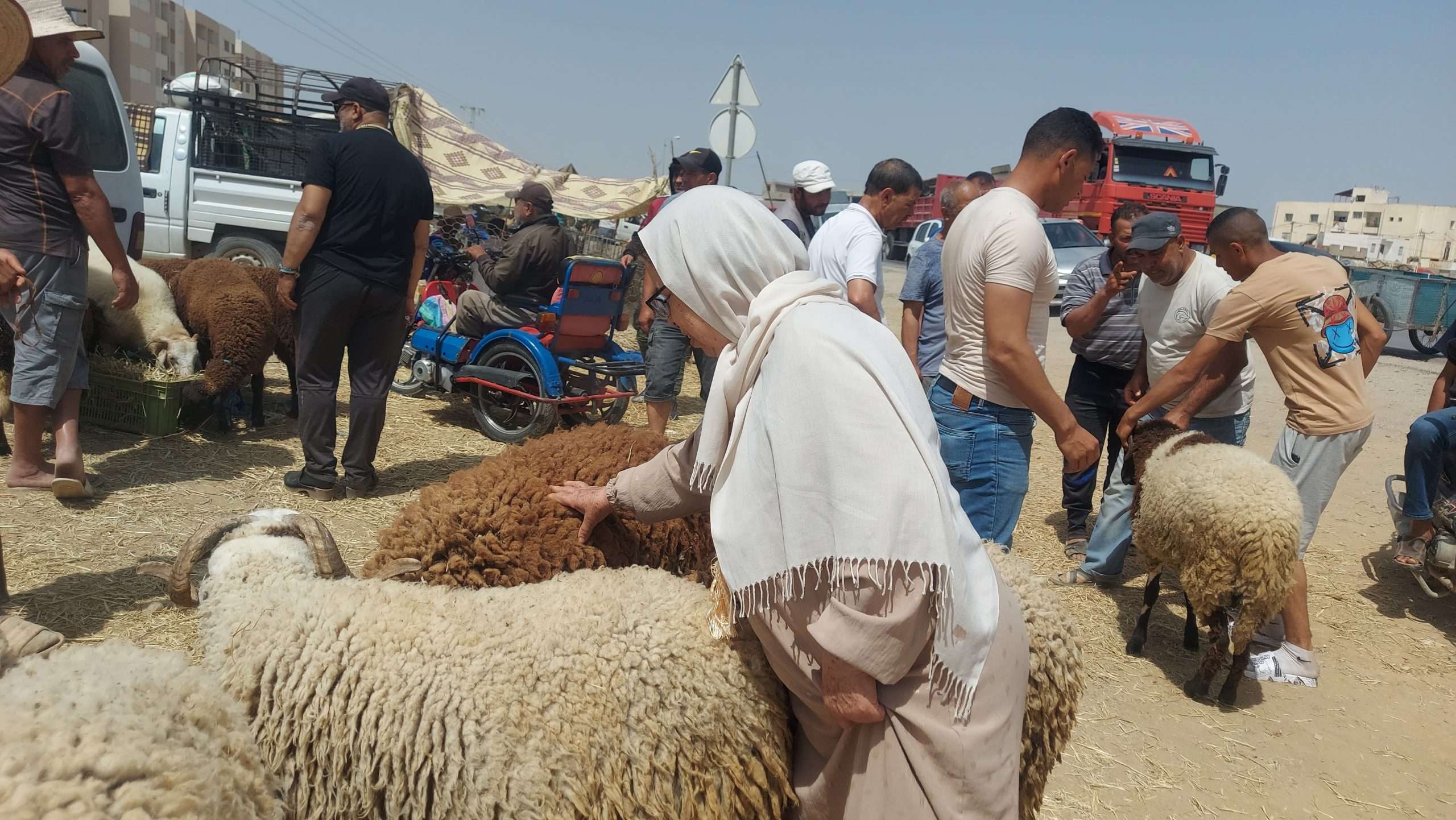 أضاحي العيد تونس